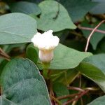 Ipomoea alba Blüte