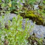 Euphrasia salisburgensis Hostoa