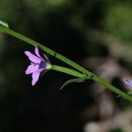 Triodanis perfoliata Blüte