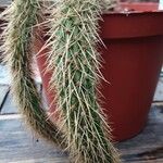 Bergerocactus emoryi Hábito