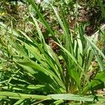 Liatris spicata Leaf