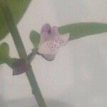 Scutellaria racemosa Blomma