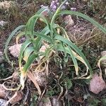 Allium commutatum List