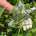 Eupatorium capillifolium عادت