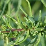 Limbarda crithmoides Blatt