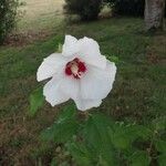 Hibiscus syriacusFlower