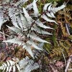 Athyrium niponicum Folla