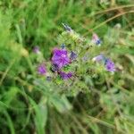 Echium vulgareFlower