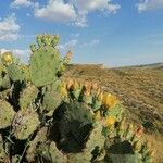 Opuntia engelmannii موطن