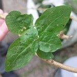 Solanum dulcamara Fuelha