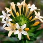 Collomia grandiflora Květ