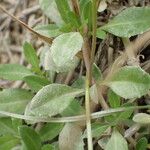 Phyla nodiflora Leaf