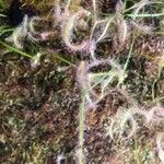 Drosera binata Frunză