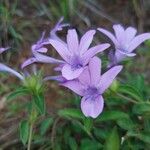 Barleria cristataFlower