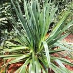 Yucca arkansana Leaf