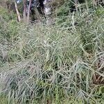 Phragmites australis Hábito