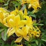 Rhododendron luteum Цветок