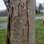 Acer buergerianum 樹皮