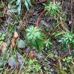 Euphorbia amygdaloides Leaf