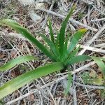 Iris foetidissima Φύλλο