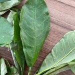Terminalia superba Hoja