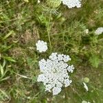 Daucus carotaFlower