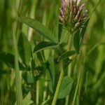 Trifolium squamosum Egyéb