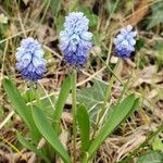 Muscari azureum Lorea