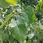 Populus deltoides Blad