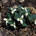 Trillium nivale ശീലം