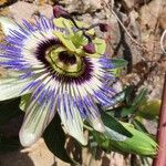 Passiflora caeruleaFlower