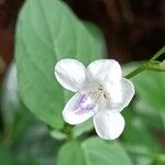 Asystasia gangetica Kwiat