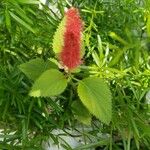 Acalypha hispidaFlower