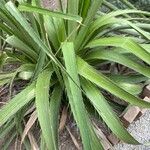 Eryngium paniculatum Leaf