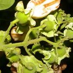 Amphilophium paniculatum