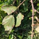 Rubus winteri Blad