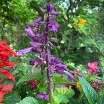 Salvia splendensКвітка