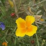 Eschscholzia californicaFlower