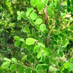 Caragana brevispina Leaf