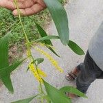 Acacia auriculiformis Flower