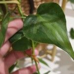 Philodendron cordatum Liść