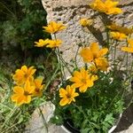 Bidens aurea Flor