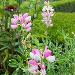 Lupinus hispanicus 形态