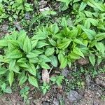 Solidago flexicaulis Folla