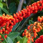 Norantea guianensis Floare
