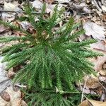 Lycopodium dendroideum Levél