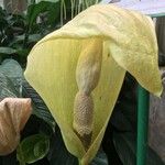 Amorphophallus amygdaloides Flower