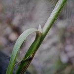 Bromopsis erecta Leaf