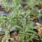 Lavandula spp.Blad