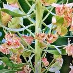 Reseda odorata Blad